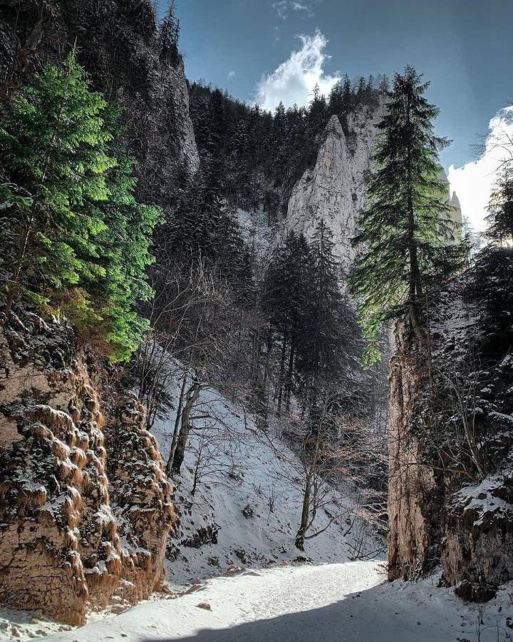 Pensiunea 3 Brazi Zărneşti Extérieur photo